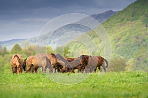 Bay hutsul horses