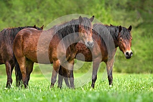 Bay hutsul horses photo