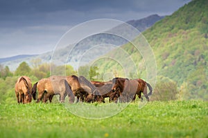 Bay hutsul horses photo