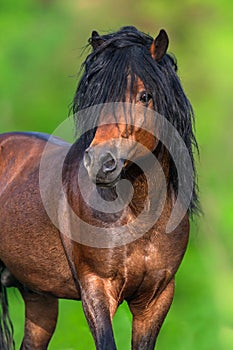 Bay hutsul stallion