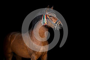 Bay hutsul stallion photo