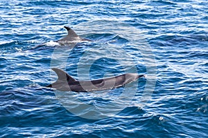 Bay of Islands dolphins