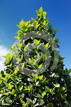 Bay Laurel Laurus Nobilis Tree