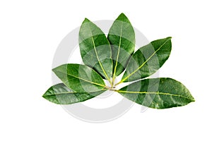 Bay laurel leaves