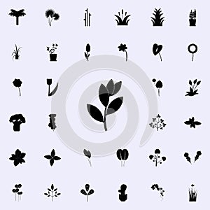 bay laurel tree icon. Plants icons universal set for web and mobile