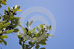 Bay Laurel tree (Larus nobilis) with fruit photo