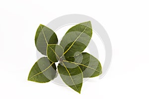 Bay Leaf