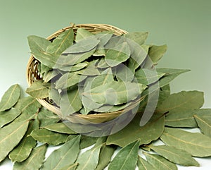 Bay leaf