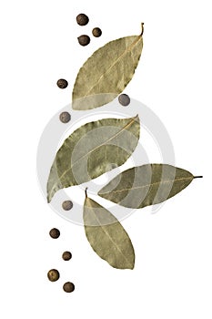 Bay leaf with allspice isolated on white background