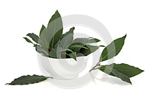 Bay Leaf Herb