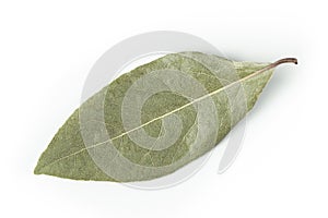 Bay leaf isolated