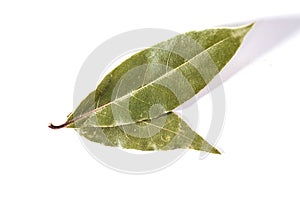 Bay leaf isolated on white