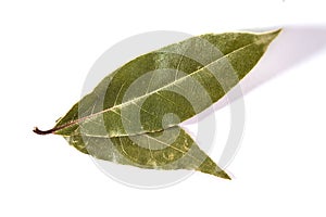 Bay leaf isolated on white