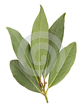 Bay leaf