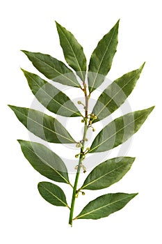 Bay leaf isolated on white background