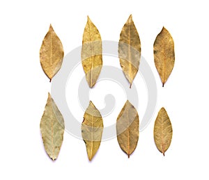 Bay leaf isolated on a white