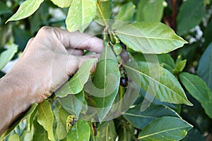 Bay leaf / laurus nobilis  bush.