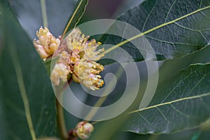 Bay leaf, Laurus nobilis, leaves and yellow-green flowers photo