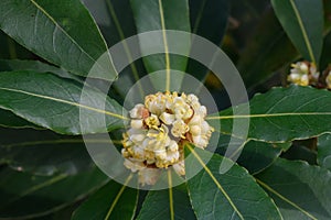 Bay leaf, Laurus nobilis, yellow inflorescence