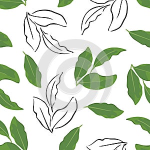 Bay leaf seamless pattern. Vector color illustration of green aromatic leaves on  white background.
