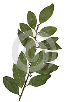 Bay leaf spice