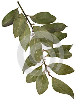 Bay leaf spice