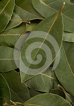 Bay leaf spice