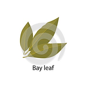 Bay leaf spice vector illustration in flat design isolated on white background.