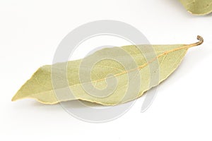 Bay leaf spice on white background