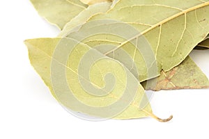 Bay leaf spice on white background