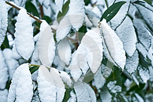 Bay leaf under the snow