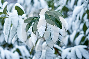 Bay leaf under the snow