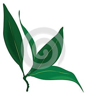 bay leaf vector illustration transparent background