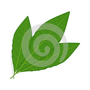 Bay leaf vector illustration on white background