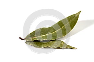 Bay leaf on white