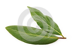 Bay leaf