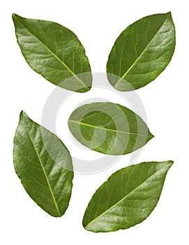 Bay Leaves