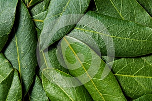 Bay Leaves Background
