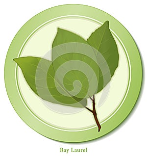Bay Leaves Icon