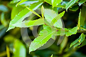 Bay leaves, trunks and branches