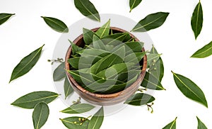 Bay leaves in wooden bowl isolated on white background