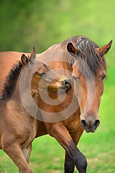 Bay little foal and mare