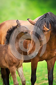 Bay little foal and mare