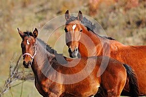 Bay mare and foal