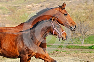 Bay mare and foal