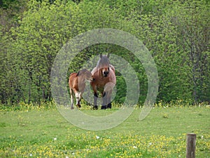 Bay mare and foal