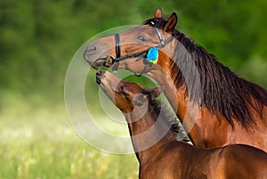 Bay mare with foal  close up portrait