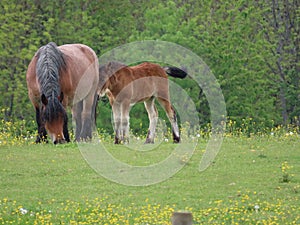 Bay mare and foal