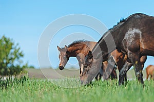 Bay mare and foal graze in the green field.