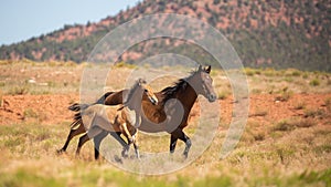 Bay mare and foal running side by side in American southwest desert